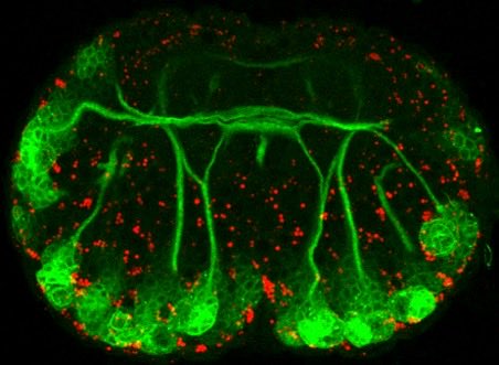 Alex Gould Lab, now only @alexgouldlab.bsky.social tweet media