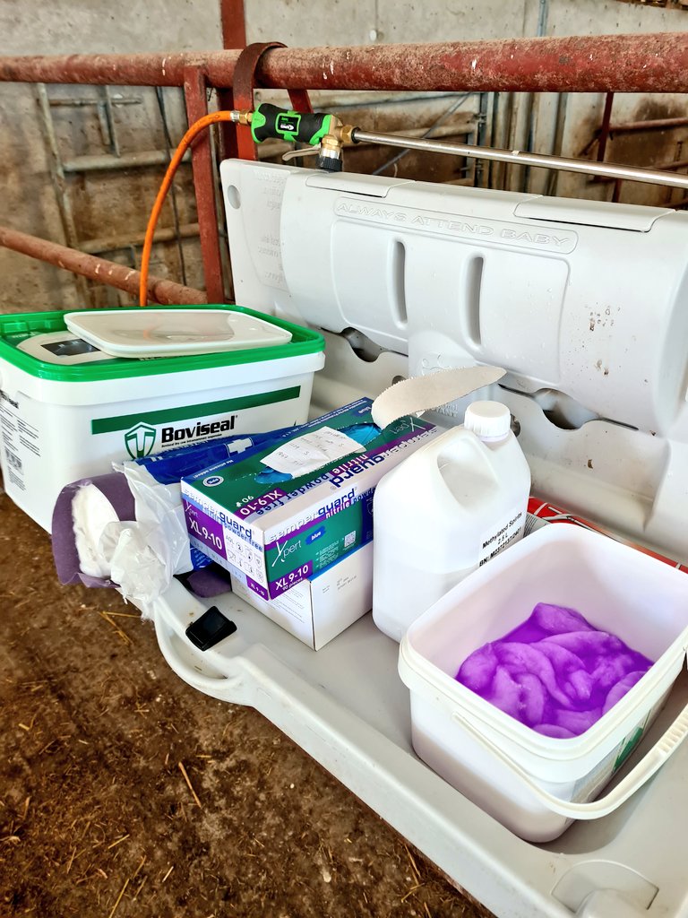 jordanmolloy22's tweet photo. On farm this morning to go through drying off cows with a new entrant. First year in milk, average SCC for herd is 80,000. Only 15% of cows have SCC over 120. Using robot data to pick cows that need antibiotics. He has a handy set up to hold everything for drying off #SDCT https://t.co/nykOEbVeQp