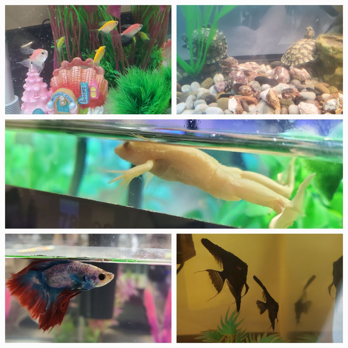 CFHS Aquatics tweet media