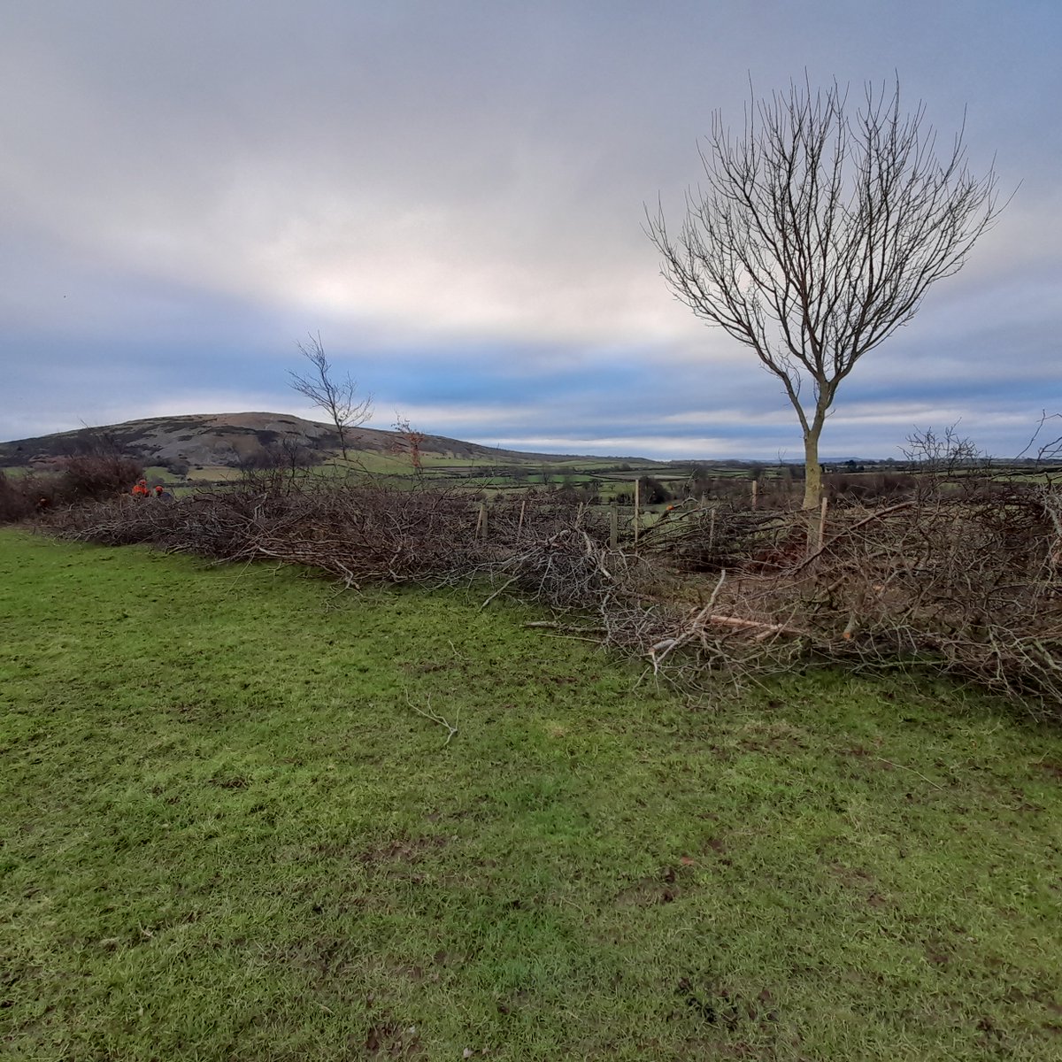 #PhD opportunity <a href="/SoGLeeds/">Geography at Leeds</a> <a href="/UK_CEH/">UKCEH</a> to study the benefits of #hedgerows in agricultural landscapes for #biodiversity gain and #climate change mitigation. More details  panorama-dtp.ac.uk/research/futur…