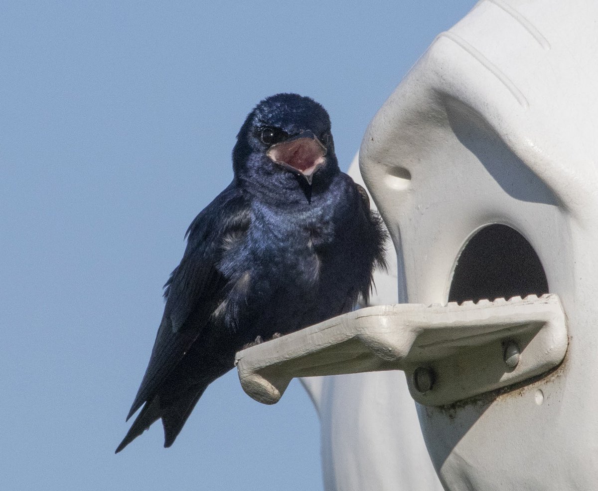 PMCAErie's tweet photo. Happy Friday! This handsome fella says have a great weekend! #pmca #purplemartins https://t.co/N7HjZItlV5