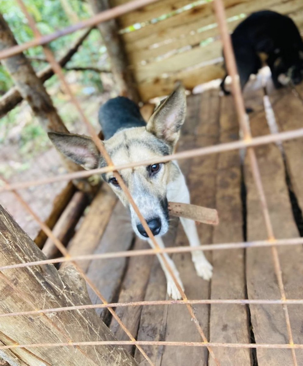 roberts_rescue's tweet photo. Let’s work together on saving them. It’s never small if one or two give to save them suffering animals. Donate here to feed and give them a shelter; https://t.co/fREJYg1UTe https://t.co/eboAoU4m3p