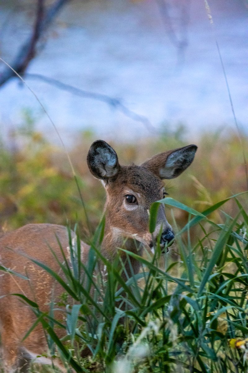 Wild Wit Photography tweet media