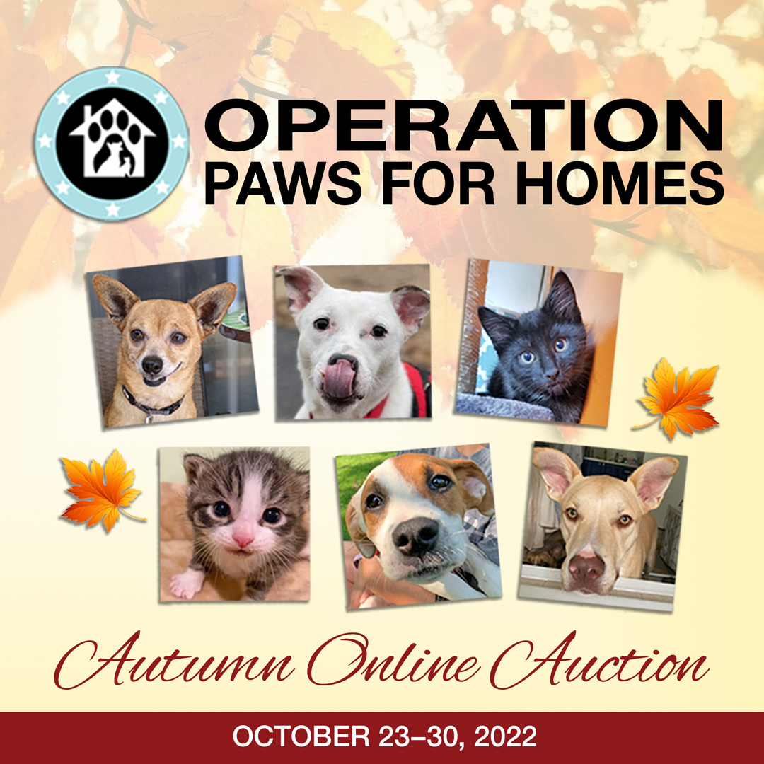 operation paws for homes return dog