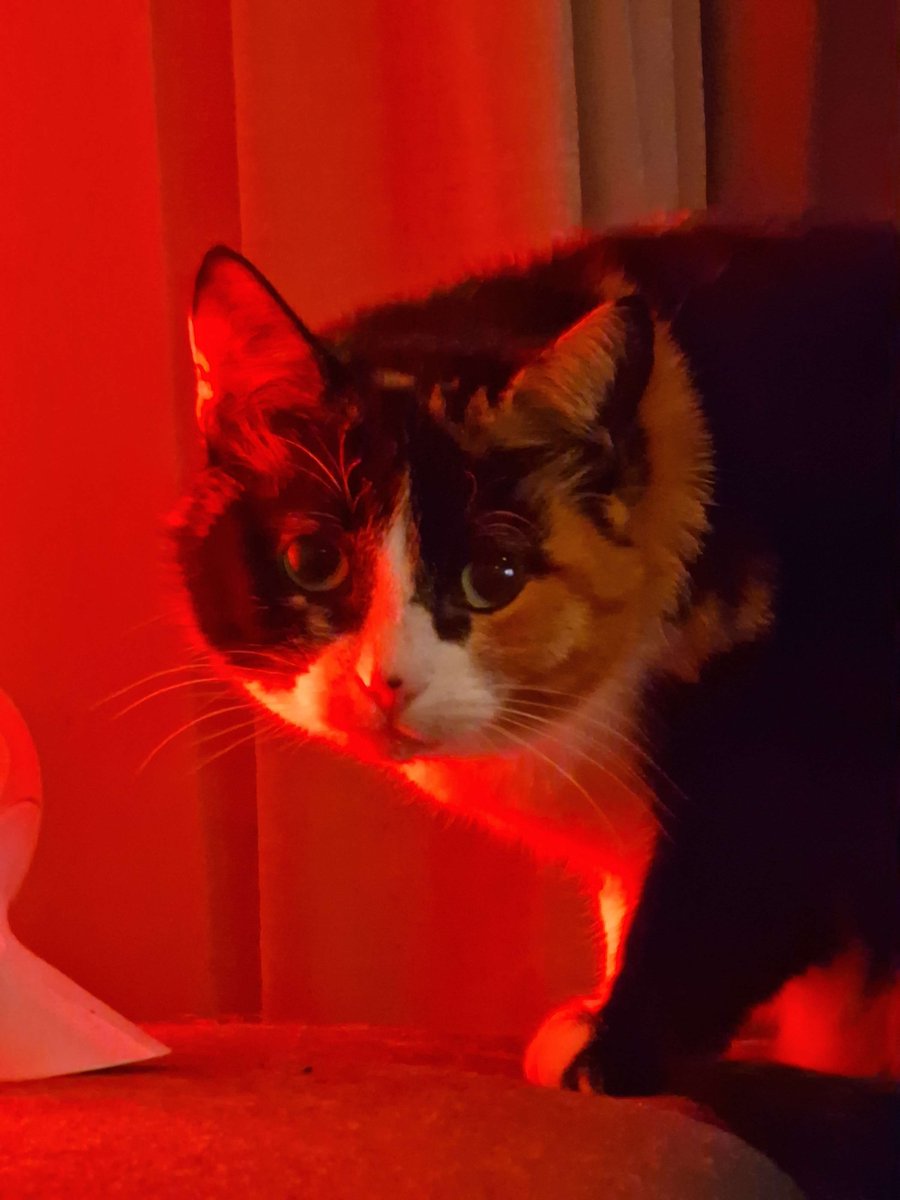 Congrats to <a href="/shrek2goku/">Edd</a> for winning the marbles racer and this is what he wanted posted, a beautiful cat
