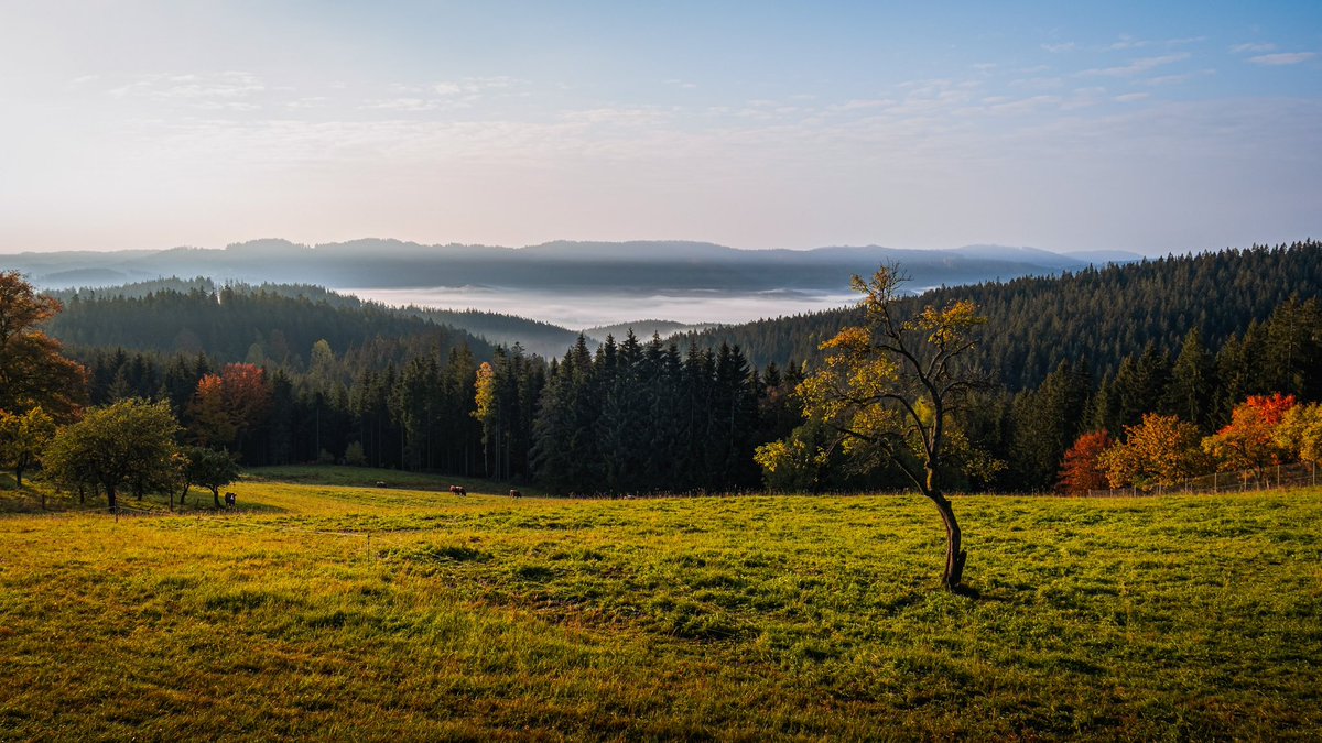 Kiknak's tweet photo. Pár podzimních…🍁📸🍂 #sance #starehamry #czechrepublic #mountains #nature #travel #autumn #landscapes #photography #fujifilm #fujifilmcz #fujifilm_xseries #mapycz #peakdesign https://t.co/65W7duv46J