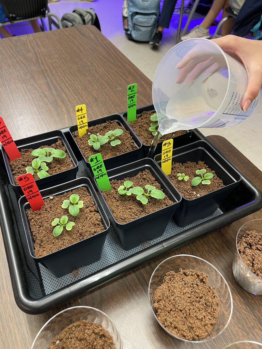 Ms Ro-Do tweet media