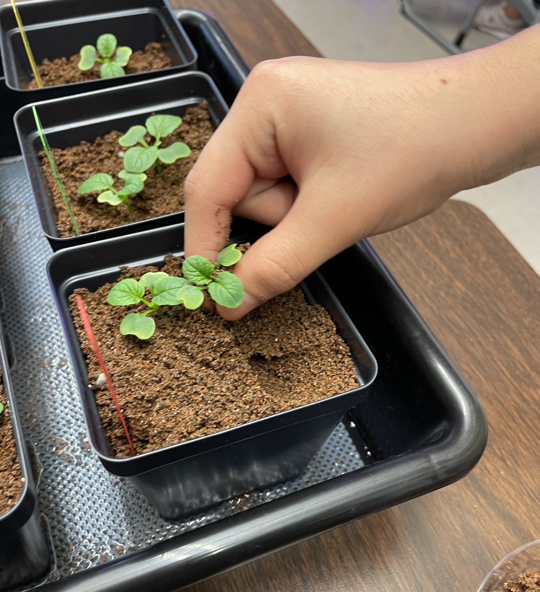 Ms Ro-Do tweet media