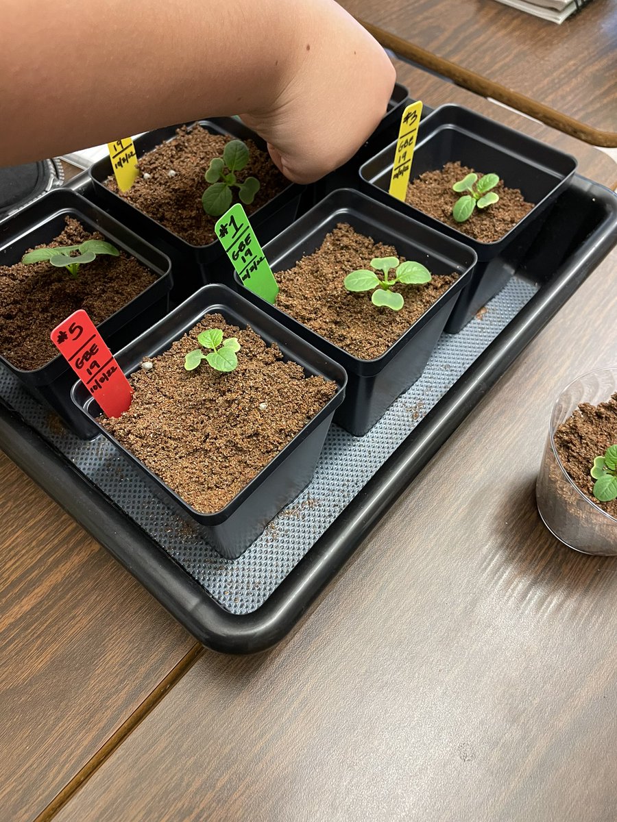 Ms Ro-Do tweet media