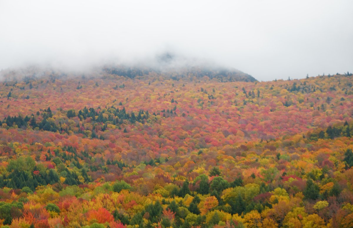 gostowe's tweet photo. Recent rainy weather brought down some of the leaves, especially where it's past peak in the higher elevations, but there's still plenty of beautiful color to go around!🍁 https://t.co/ucNiKFP5Rg (PC Sharon Harper on 10/10/22) #foliagefriday #gostowe #stowevt #thisisvt #fallinvt https://t.co/BJZPDgYgm0