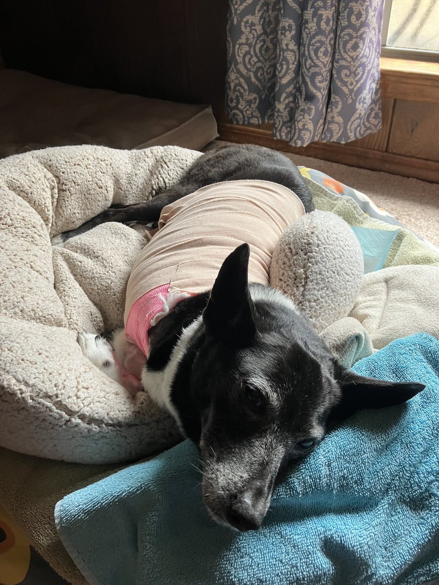 Prosanta Chakrabarty tweet media