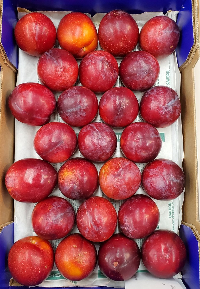 How many plums? How did you count?