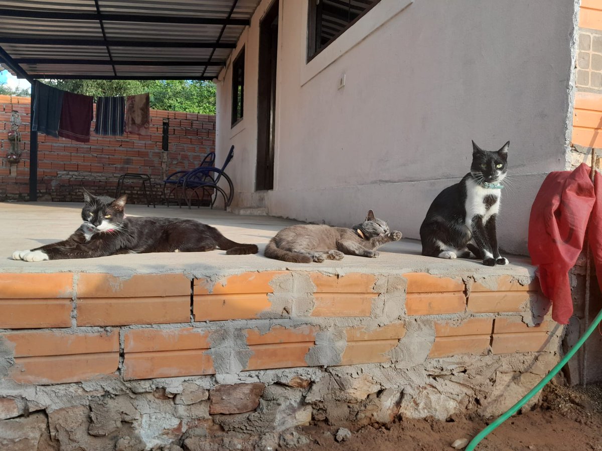 ISSEIZERO's tweet photo. @koalandeMichi #TomandoSol. Nero, Semiramis y Otto https://t.co/r1LbtT5U2o