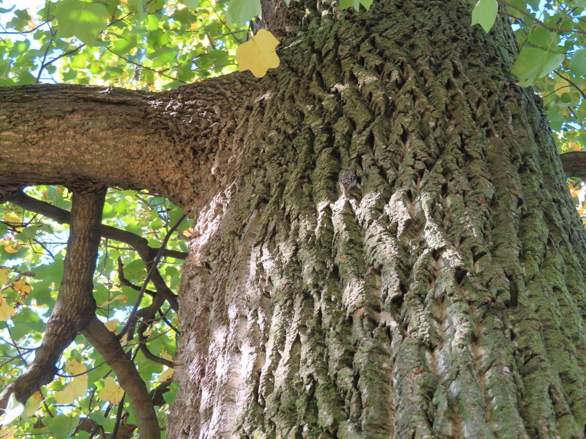 TzviDeutsch's tweet photo. #findthatbird #TheIneptBirder #GreenWoodHF #birds. Have fun! https://t.co/QBLO7zQZS3
