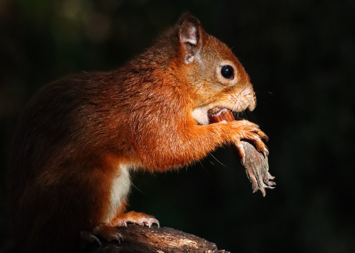 #Anglesey red squirrels with a face full of Kentish Cobnuts, thank you very much #RedSquirrelSurvivalTrust for the kilos of Cobnuts, our squirrels love them

#redsquirrels #angleseyredsquirrels #woodland #cobnuts