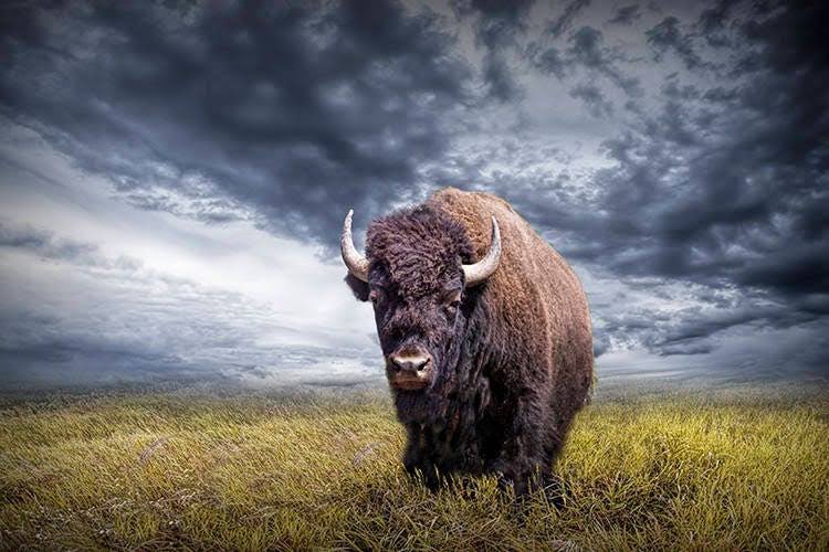 Bruington4FC's tweet photo. The Buffalos will be taking on Kress tonight in what many are calling "The Game of the Century." In honor of the pivotal matchup, let's take a look at each teams mascots. https://t.co/KTAEUl06a8