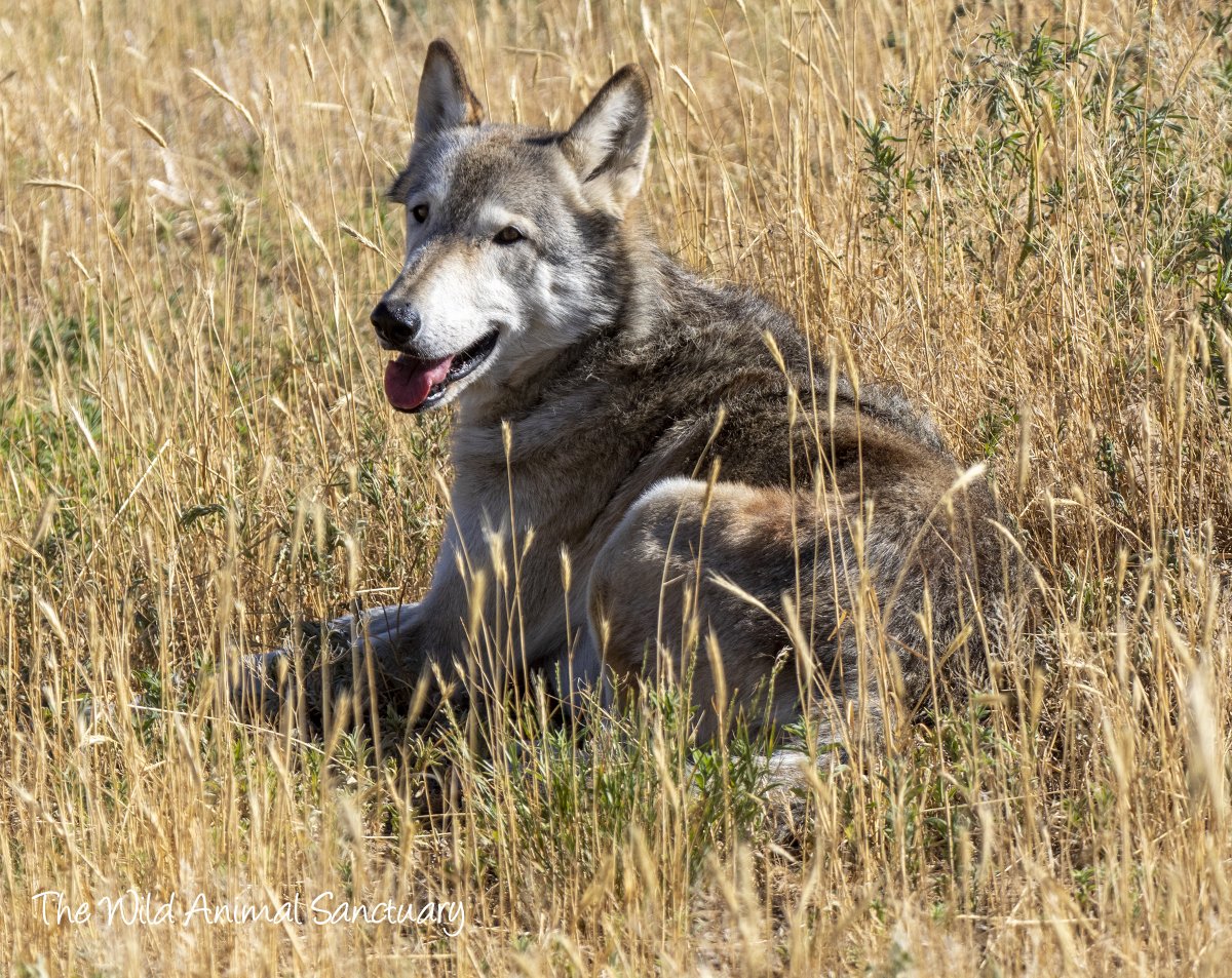 Picture Of The Day!  Female Wolf, Macey, was one of 24 animals suffering from declining care at an animal rescue facility in Spearfish, South Dakota.  Accepting domestic and exotic animals, the facility began to suffer overcrowding and mismanagement...