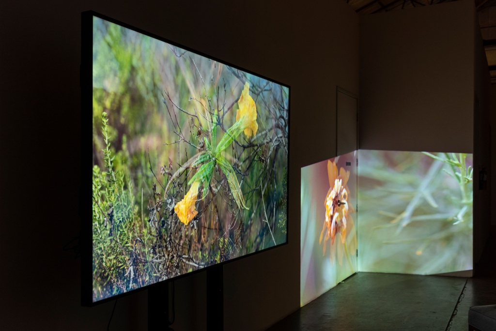 InglewoodArt's tweet photo. IOS 2022 Art Walk will feature work by: Halina Kliem &amp; Daniel Rothman

The Ballona/Waachnga Project is a durational, multistage work that, through a variety of media, brings together the imagination and science of the Ballona Wetlands, Los Angeles’s last remaining wetland. https://t.co/QetzawyOtH
