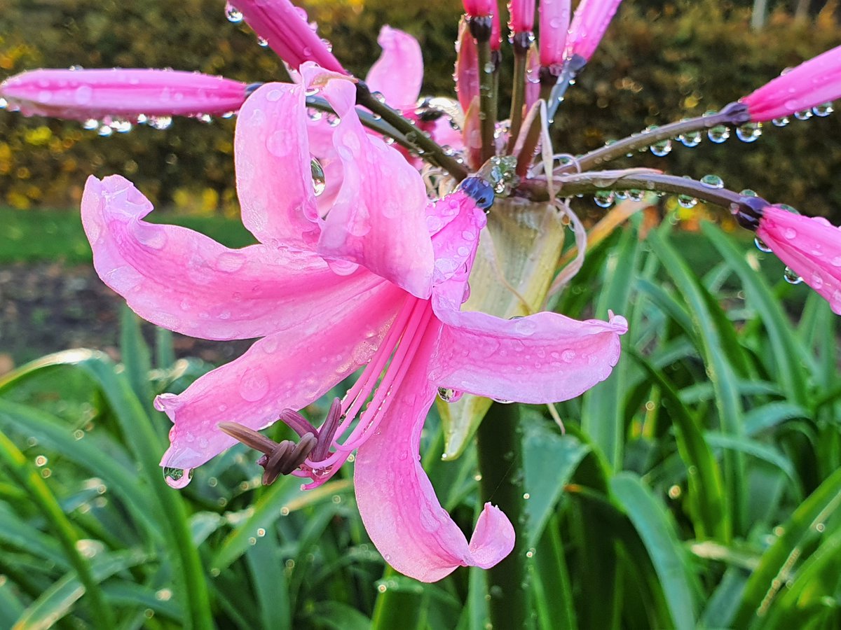 HARTResearch's tweet photo. 🌸🌿💦And the #Nerines / Guernsey #LILY #Flowers are entangled too in the #OctoberDroplets 💦 Sharing some #pink #LilyLove with all the #FlowersonFriday Team 💜🌿🌸 @sjholt50 @VenetiaJane @HLO_WKT79 @christinedemar @LisaMSutch @DavidMariposa1 @chernorris @Rubyslippers82 💜 https://t.co/KMZbPFM2gr