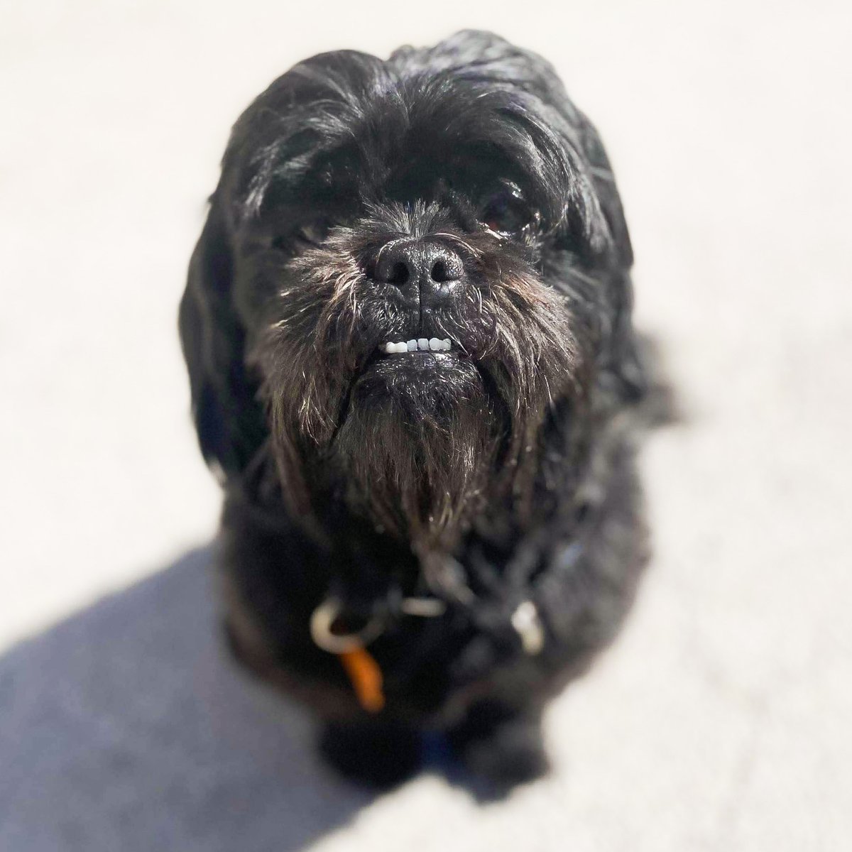 UnleashedRescue's tweet image. Teefy. 🤙🦷🤣😍

Adopt Malki Koala! 💖 bit.ly/MalkiKoalaUPR