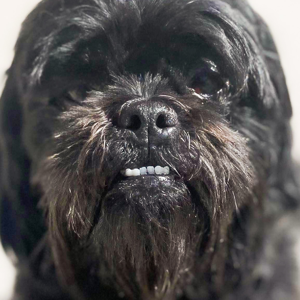 UnleashedRescue's tweet image. Teefy. 🤙🦷🤣😍

Adopt Malki Koala! 💖 bit.ly/MalkiKoalaUPR