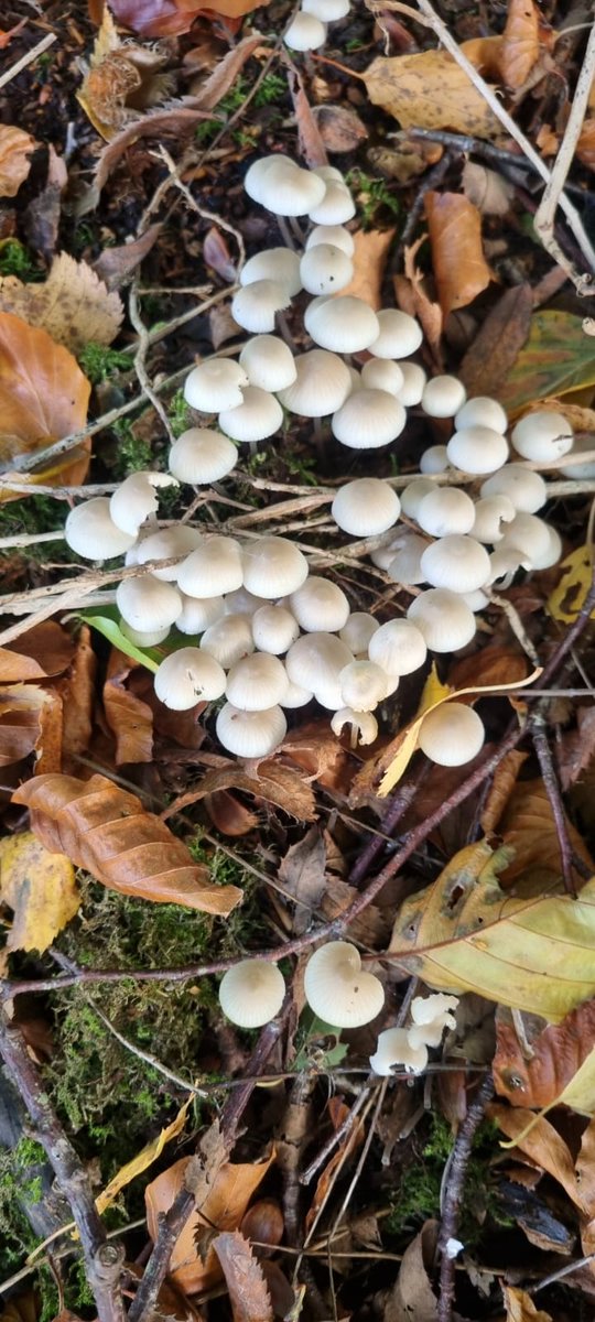 They're so pretty 😍

#nature #FungiFriday #mycology #mycologytwitter #mushroomandfungi #mushrooms #fridayfungi