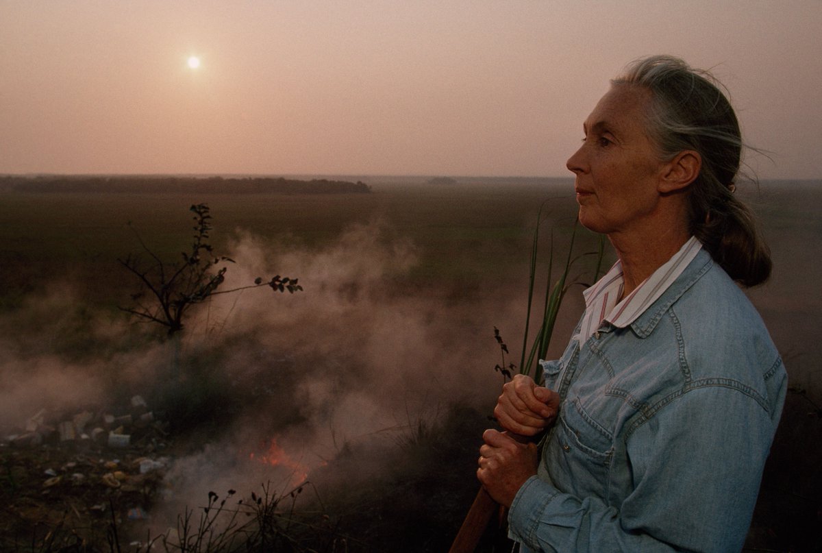 National Geographic Museum (@natgeomuseum) on Twitter photo Celebrate the life and work of a pioneer in STEM in our āBecoming Janeā exhibition at <a href="/explorestlouis/">Explore St. Louis</a>. Created in partnership with the <a href="/JaneGoodallInst/">Dr. Jane Goodall & the Jane Goodall Institute</a>, guests can experience the remarkable story of Dr. Jane Goodall who braved the unknown. Plan your visit: on.natgeo.org/6010Mifk6 Celebrate the life and work of a pioneer in STEM in our āBecoming Janeā exhibition at <a href="/explorestlouis/">Explore St. Louis</a>. Created in partnership with the <a href="/JaneGoodallInst/">Dr. Jane Goodall & the Jane Goodall Institute</a>, guests can experience the remarkable story of Dr. Jane Goodall who braved the unknown. Plan your visit: on.natgeo.org/6010Mifk6