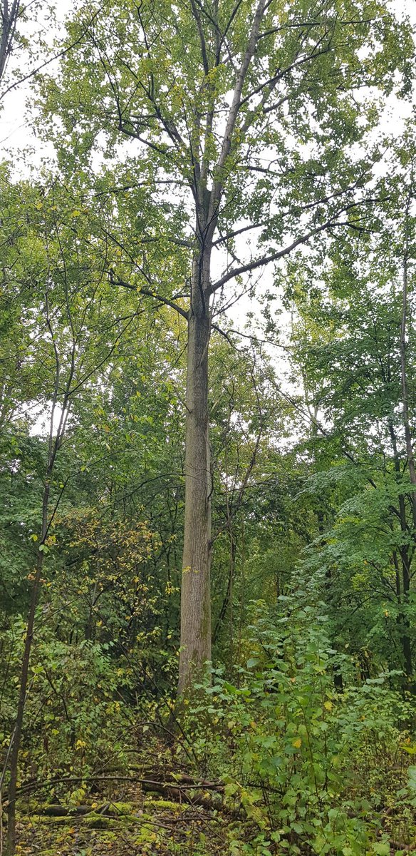 ReneVisser_nl's tweet photo. Vandaag deelgenomen aan de #ProSilva najaarsexcursie van @langlevehetbos met als thema 'Uitkapsystemen op rijke gronden'. In het Hosterwold prachtige voorbeelden gezien hoe je de eerste stappen kan zetten om het bos te beheren volgens de principes van boomsgewijs #uitkapbeheer. https://t.co/94tw40eGsM