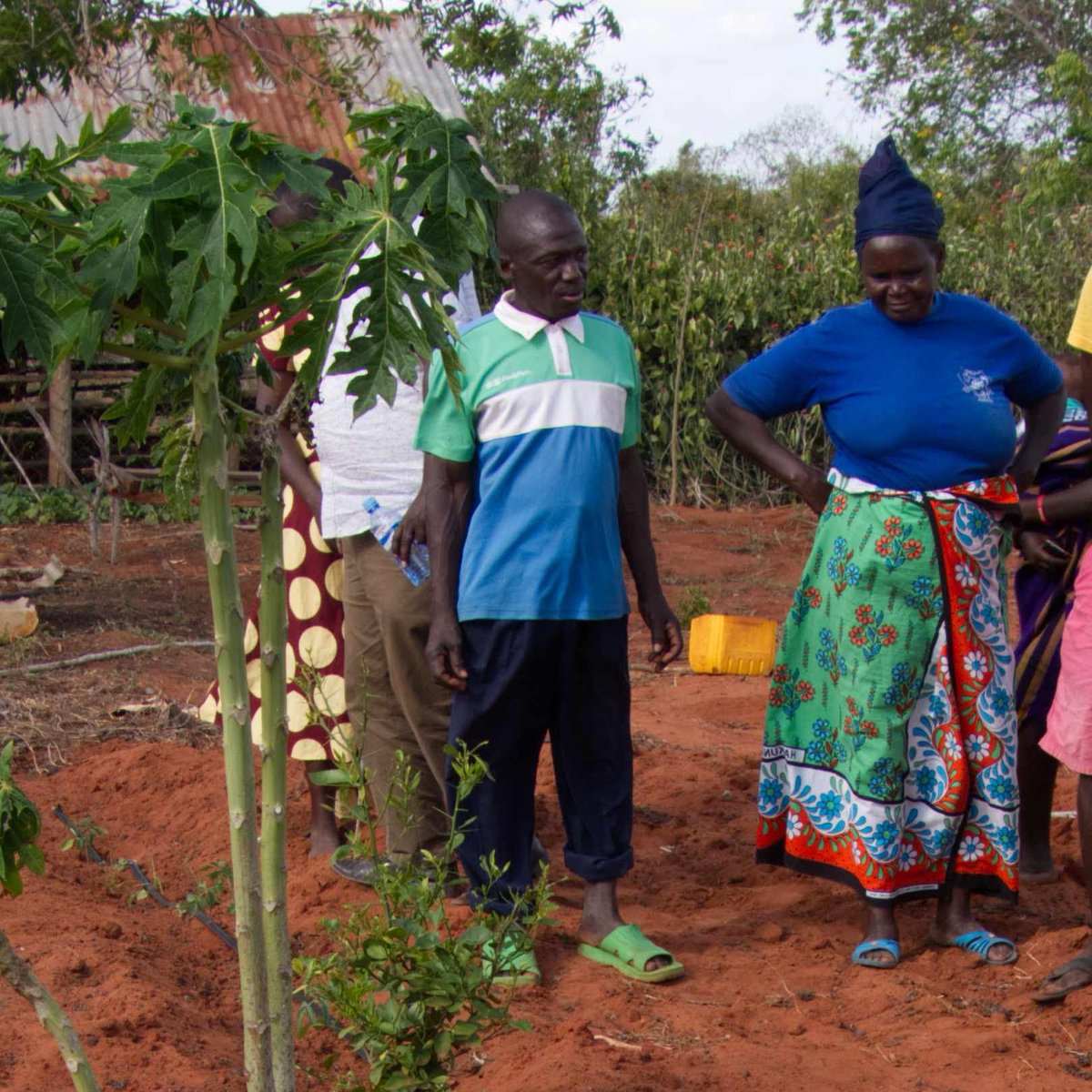 Nicola Pulman (@nicolasizeofwa1) on Twitter photo Christine showed me her <a href="/sizeofwales/">Size of Wales | Maint Cymru</a> demonstration farm, Boré #Kenya, which showcases sustainable land management practices #sustainablelivelihoods low-cost, low-maintenance irrigation systems for tomatoes, orange, mango and passion fruit #tropicalreafforestation 🌳🌳🌳🌳🌳 Christine showed me her <a href="/sizeofwales/">Size of Wales | Maint Cymru</a> demonstration farm, Boré #Kenya, which showcases sustainable land management practices #sustainablelivelihoods low-cost, low-maintenance irrigation systems for tomatoes, orange, mango and passion fruit #tropicalreafforestation 🌳🌳🌳🌳🌳