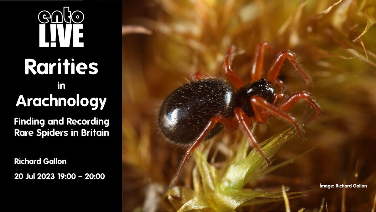 Free entoLIVE webinar on finding and recording rare #spiders in Britain with Richard Gallon just announced (booking required). @britishspiders @cofnod @NBNTrust @___BRC___ @_NFBR @AAS_arachnology @Arachnologynews 

eventbrite.com/e/rarities-in-…