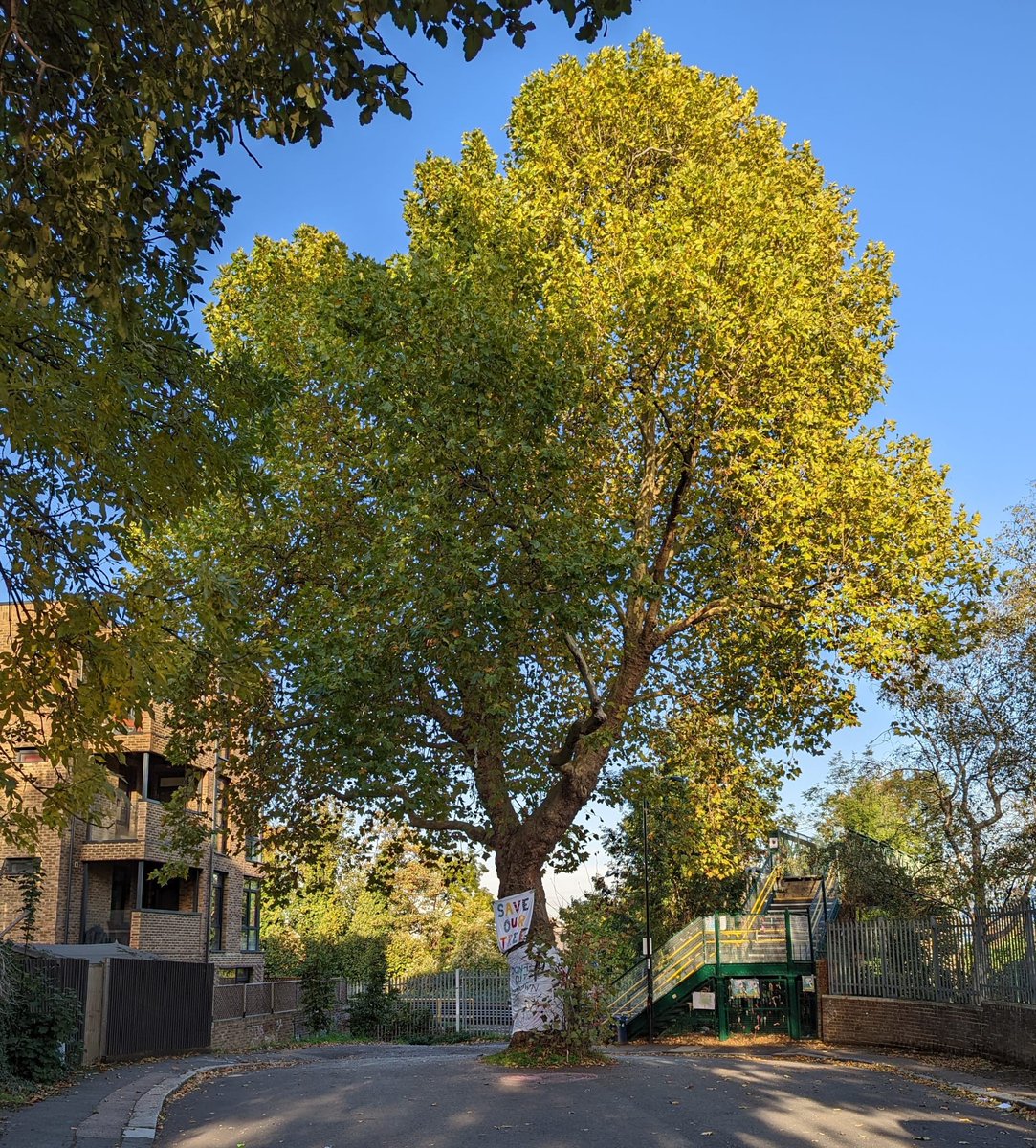 Local children celebrated the Sydenham Park Plane Tree today. They understand the importance of our majestic tree, which benefits both the physical and mental wellbeing of all our community. Thanks to Macey for the beautiful poster ❤️🌳 Photos shared with permission.