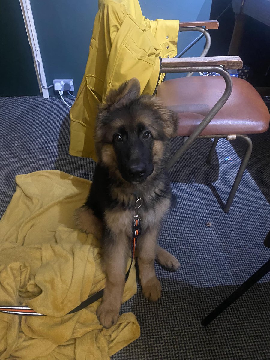 howtofixauboat's tweet image. Our new security officer has reported for duty!