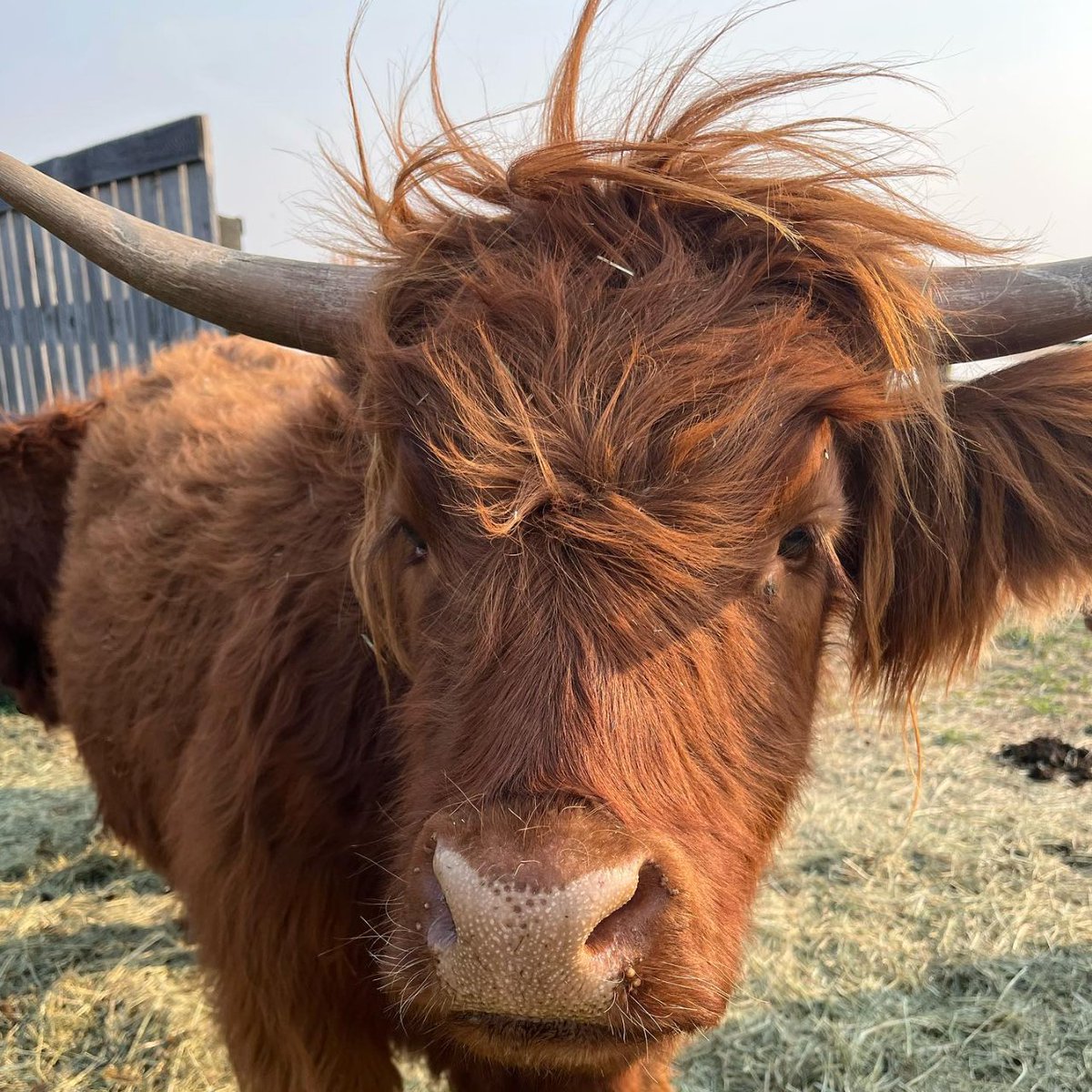 CowoftheDay1's tweet photo. 📅 15th October 2022
🐮 Maisy
🏷️ Instagram/maisymoocoo
💕 #animaloftheday https://t.co/WjfvSPfpGb