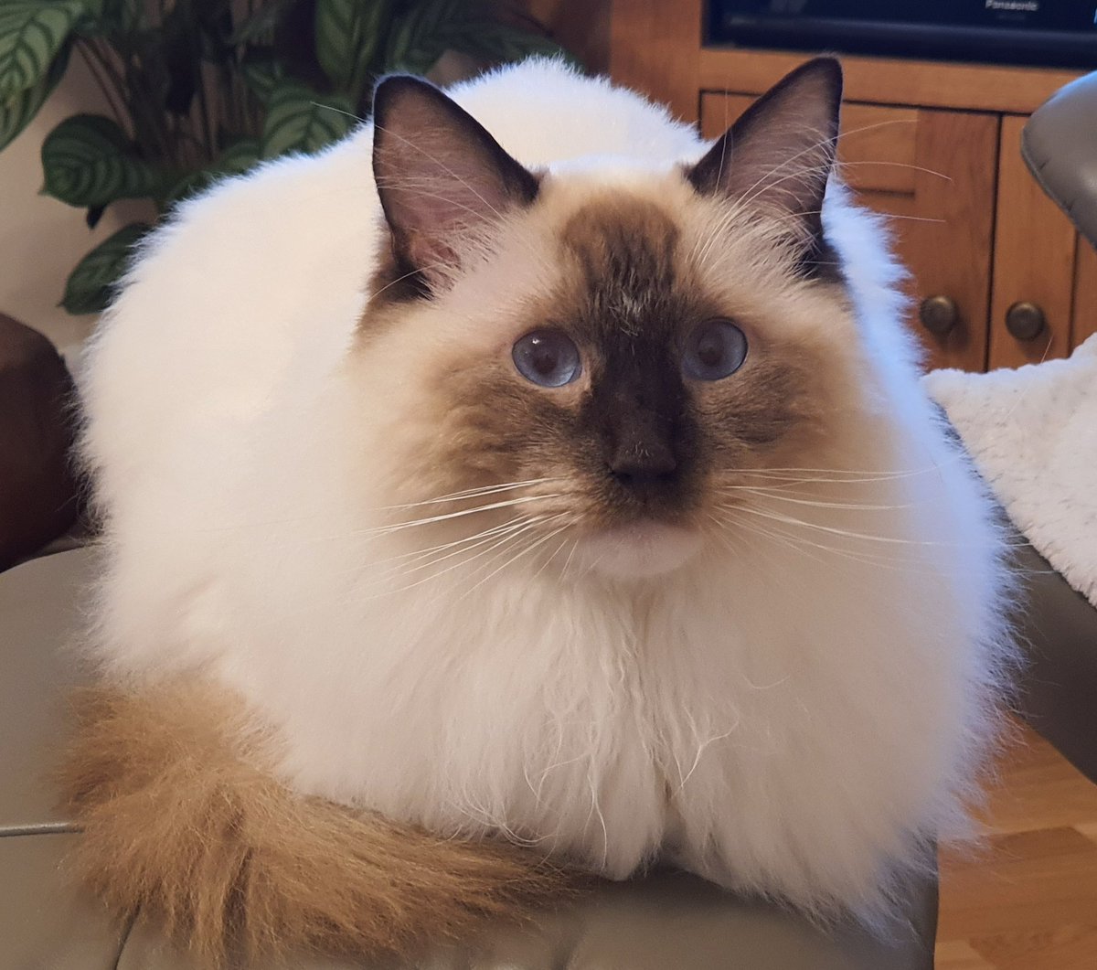 CloverRagdoll's tweet photo. Is I cute? Please say I is cute. #CatsOnTwitter #RagdollCats https://t.co/Obt9DjRISD