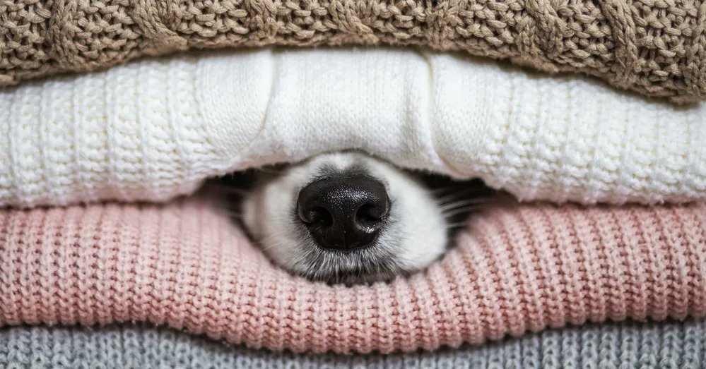 ChanPerco's tweet image. « Quiet exit », « quiet quitting », et si la discrétion était la nouvelle rébellion ?
À l’ère des threads Twitter, du hashtag militant et de la fatigue informationnelle, si la vraie rébellion c’était de la boucler  ? via @USBEKetRICA buff.ly/3TigiUB