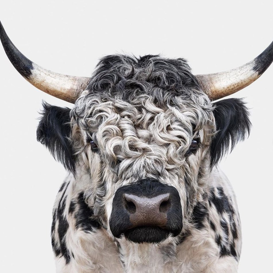 CowoftheDay1's tweet photo. 📅 16th October 2022
🐮 Murphy
🏷️ Instagram/animalkingdom.art
💕 #animaloftheday https://t.co/gSGX3f0Ttb