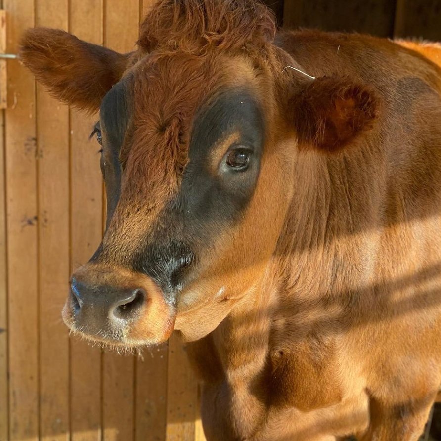 CowoftheDay1's tweet photo. 📅 17th October 2022
🐮 Cooper
🏷️ Instagram/divinebovinefarmsanctuary
💕 #animaloftheday https://t.co/FJnfHCghWz