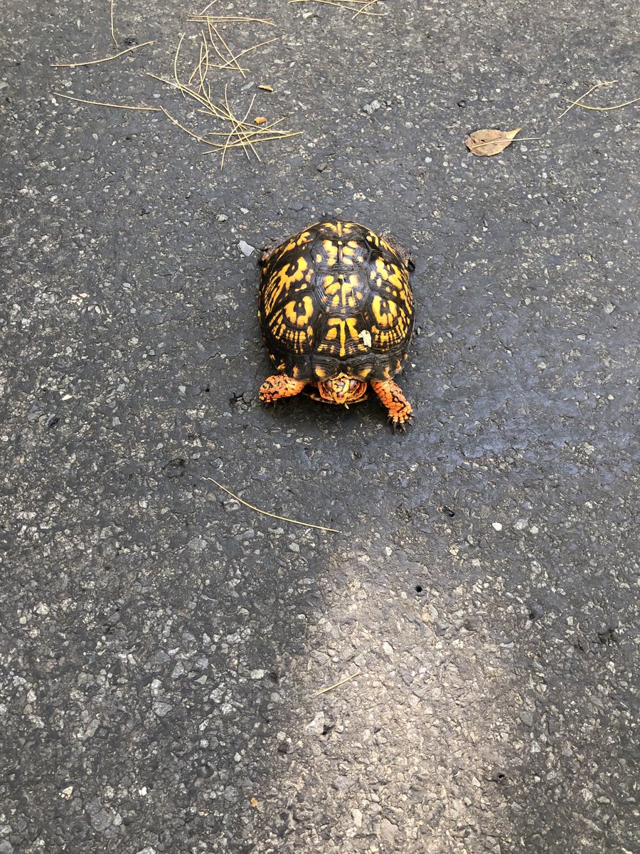 SilviaAscarelli's tweet photo. Helped a turtle cross the road while I was on a bike ride during day 2 of #retirement 
That’s my new life, ⁦@AngieMoSays⁩ https://t.co/ETA2w6gQlO
