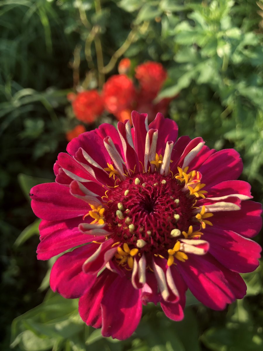 EmmaFeugen's tweet photo. @JoyceDiDonato here’s some of my zinnias from last month. Frost came to bite last week, and they’re starting to not look as great anymore. But thankfully I snapped some pics 📷 https://t.co/1HVnEkmpbI