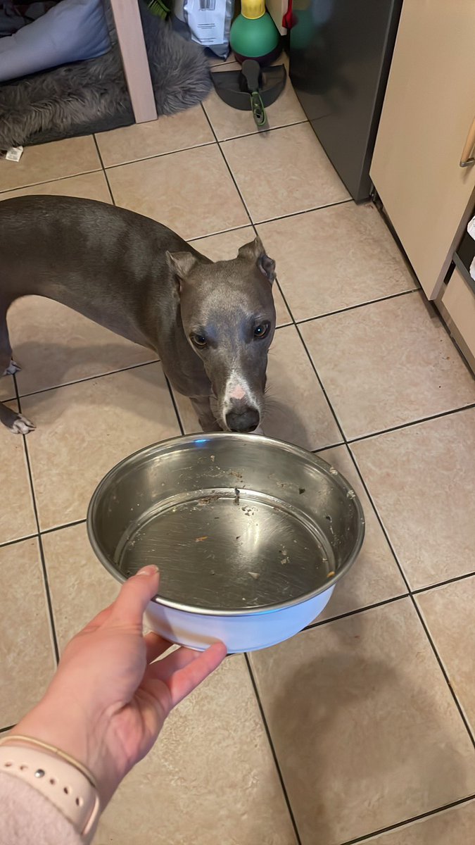 loumorcom's tweet image. First @_differentdog delivery today &amp;amp; super impressed so far. Love that I can choose my own recipes for the box as Nala can’t tolerate poultry at all. Tonight was lamb hotpot, smelt amazing gently warmed up and passed the worlds fussiest whippet test! #lickedclean #differentdog