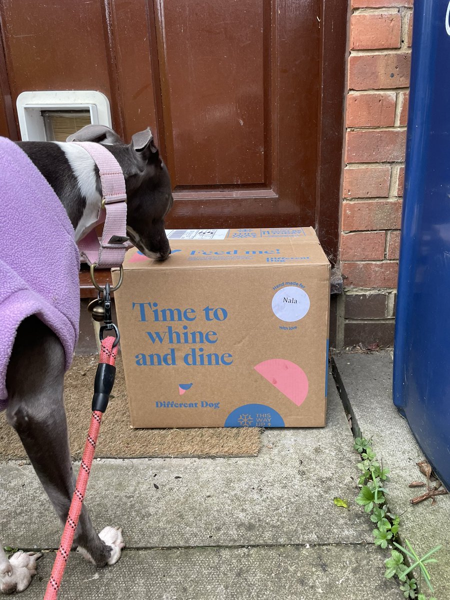 loumorcom's tweet image. First @_differentdog delivery today &amp;amp; super impressed so far. Love that I can choose my own recipes for the box as Nala can’t tolerate poultry at all. Tonight was lamb hotpot, smelt amazing gently warmed up and passed the worlds fussiest whippet test! #lickedclean #differentdog