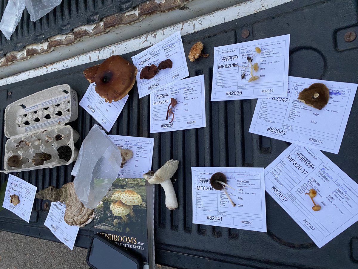 UpstreamPgh's tweet photo. We had such a good time hunting for 'shrooms last week! A big thank you to @pittsburghparks and the Western PA Mushroom Club for letting us borrow Steven Bucklin and his boundless enthusiasm for the evening! We can't wait for the next one! #mushrooms #naturelovers #frickpark https://t.co/oF7GLP6Tro