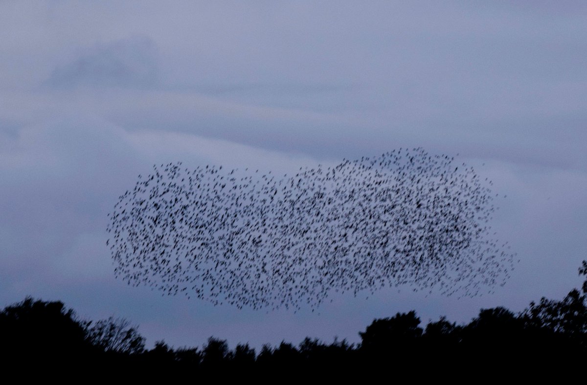 NMehuys's tweet photo. Het weekend invliegen met de spreeuwen ! #birds #birding #nature #NaturePhotography #naturaleza https://t.co/tkjIeuxAsh