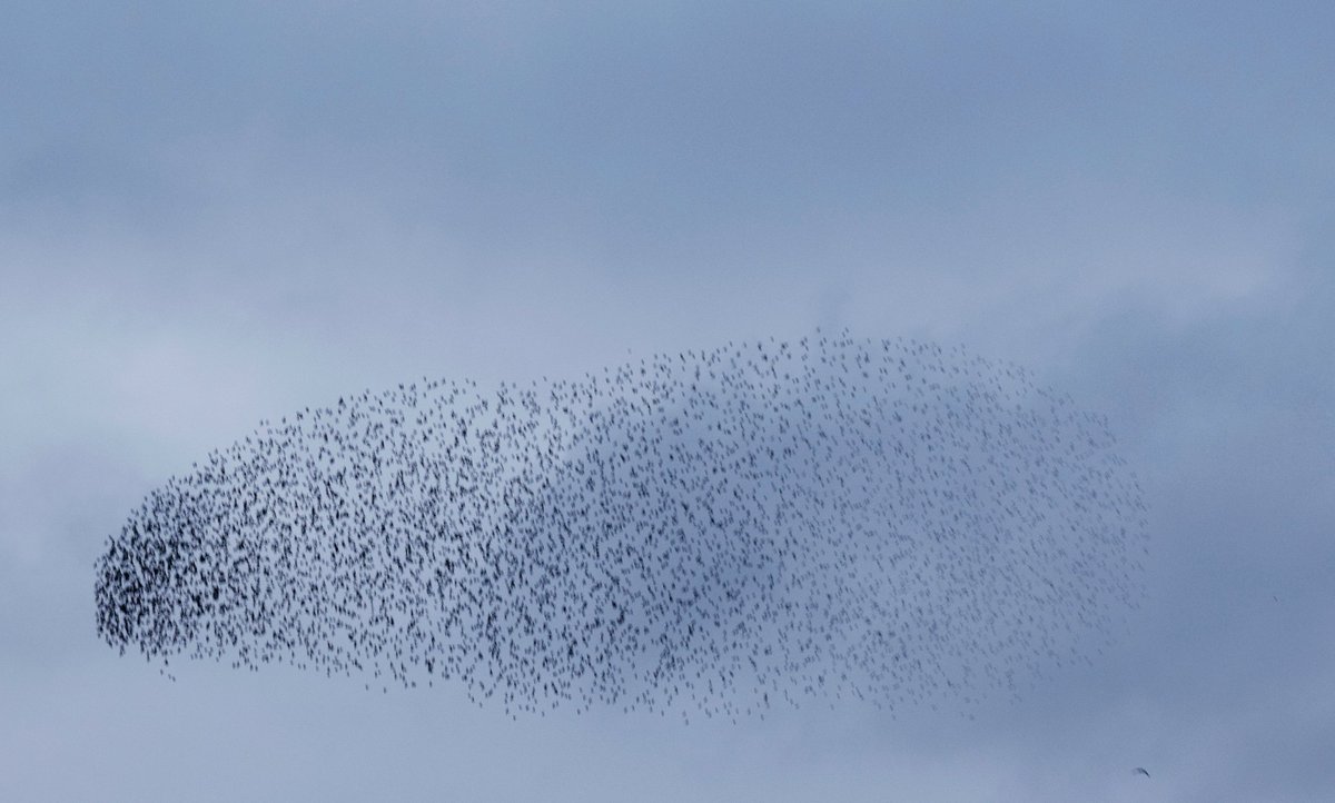 NMehuys's tweet photo. Het weekend invliegen met de spreeuwen ! #birds #birding #nature #NaturePhotography #naturaleza https://t.co/tkjIeuxAsh