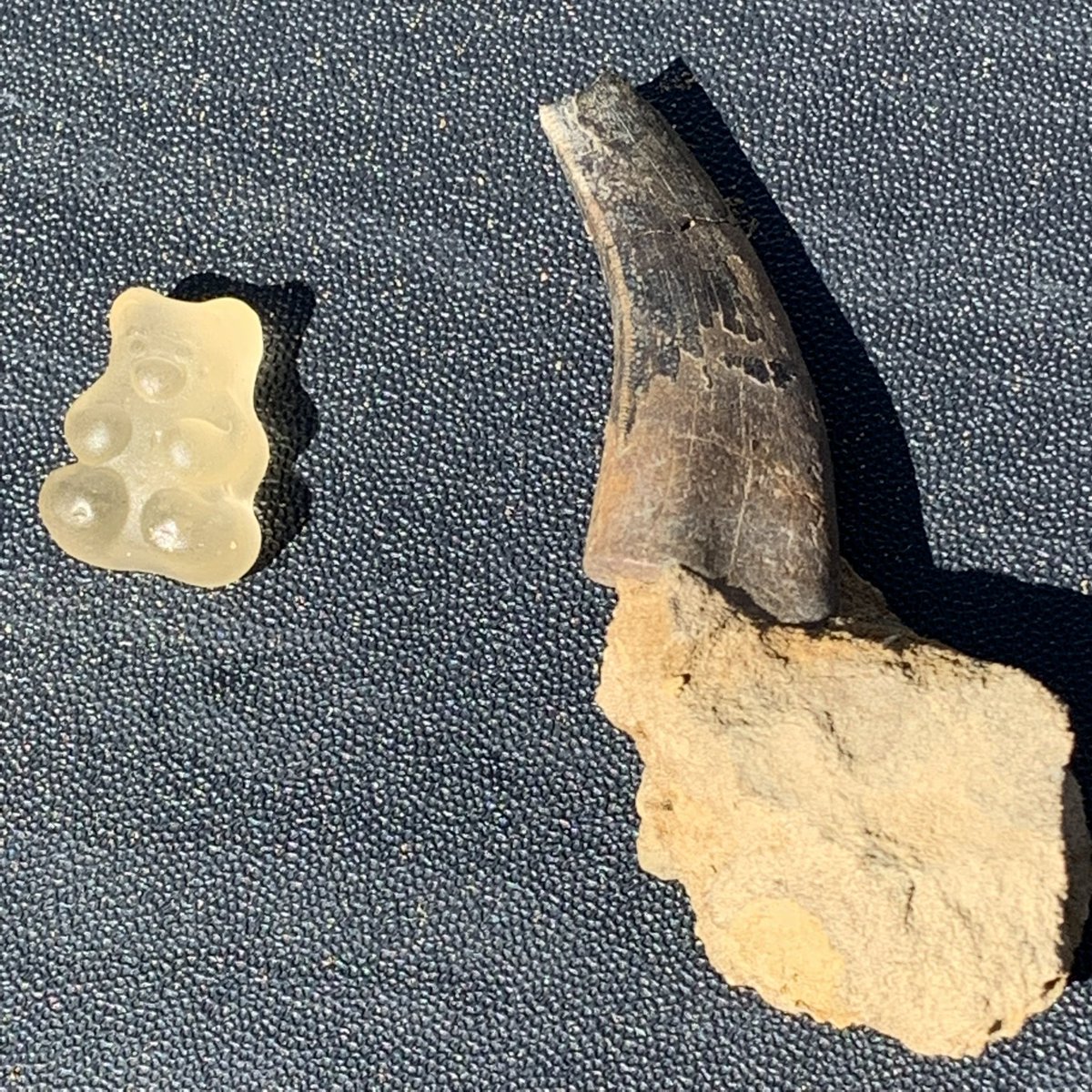Aloha and happy #FossilFriday Here’s a theropod tooth I recovered in the Lance Creek Formation of Wyoming. I looked for over an hour to find the broken tip 😭 Gummy bear for scale.