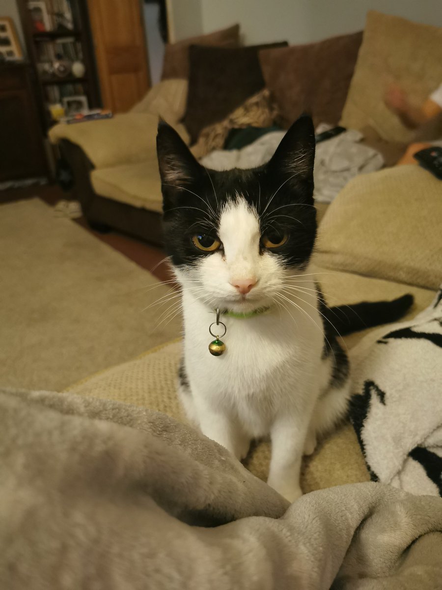 nuttytruslove's tweet photo. You haz cheez and crackers... I likes cheez and crackers... #greedycat https://t.co/qYw6WAsZxd