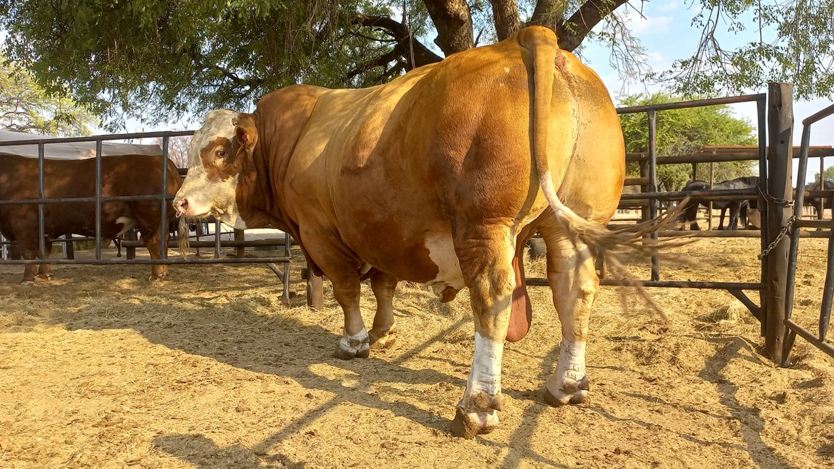 The Meating Block tweet media