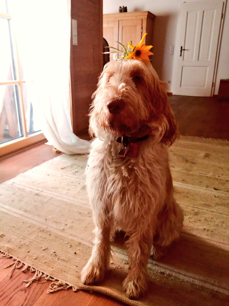 Happy #FloofHeadsFriday!
 😊🌸🪷🌼🐶❤️ #FloofHeadsClub
#DOGSOUTFORDREAM #DogsOnTwitter #spinone