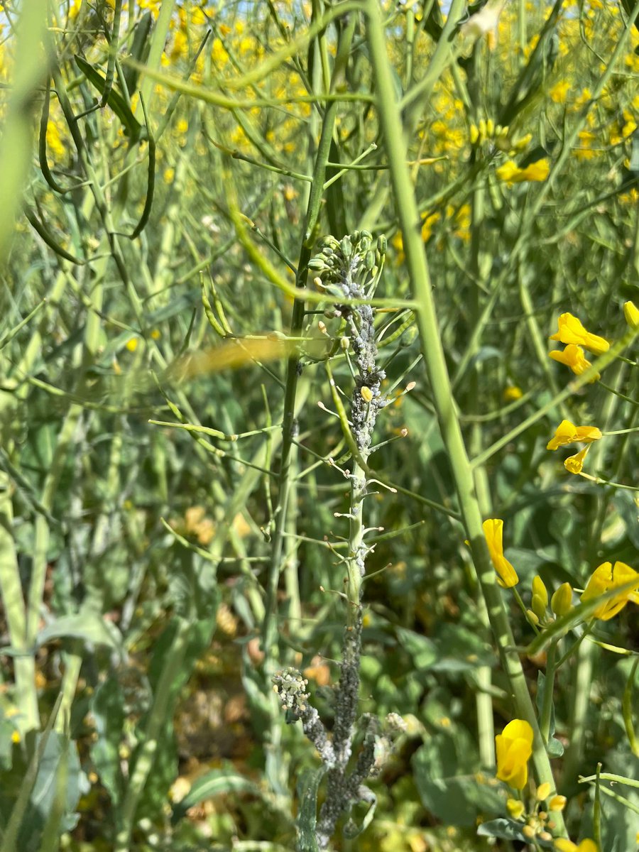 BarracaErro's tweet photo. Hay reportes de pulgones en el cultivo de colza. Se deberá monitorear la situación para decidir si aplicar, el fitosanitario utilizado tiene que estar habilitado por el MGAP. La calidad de la aplicación hace a la eficiencia de control #DLim #cadagotacuenta. https://t.co/u0PkZ6wDdx