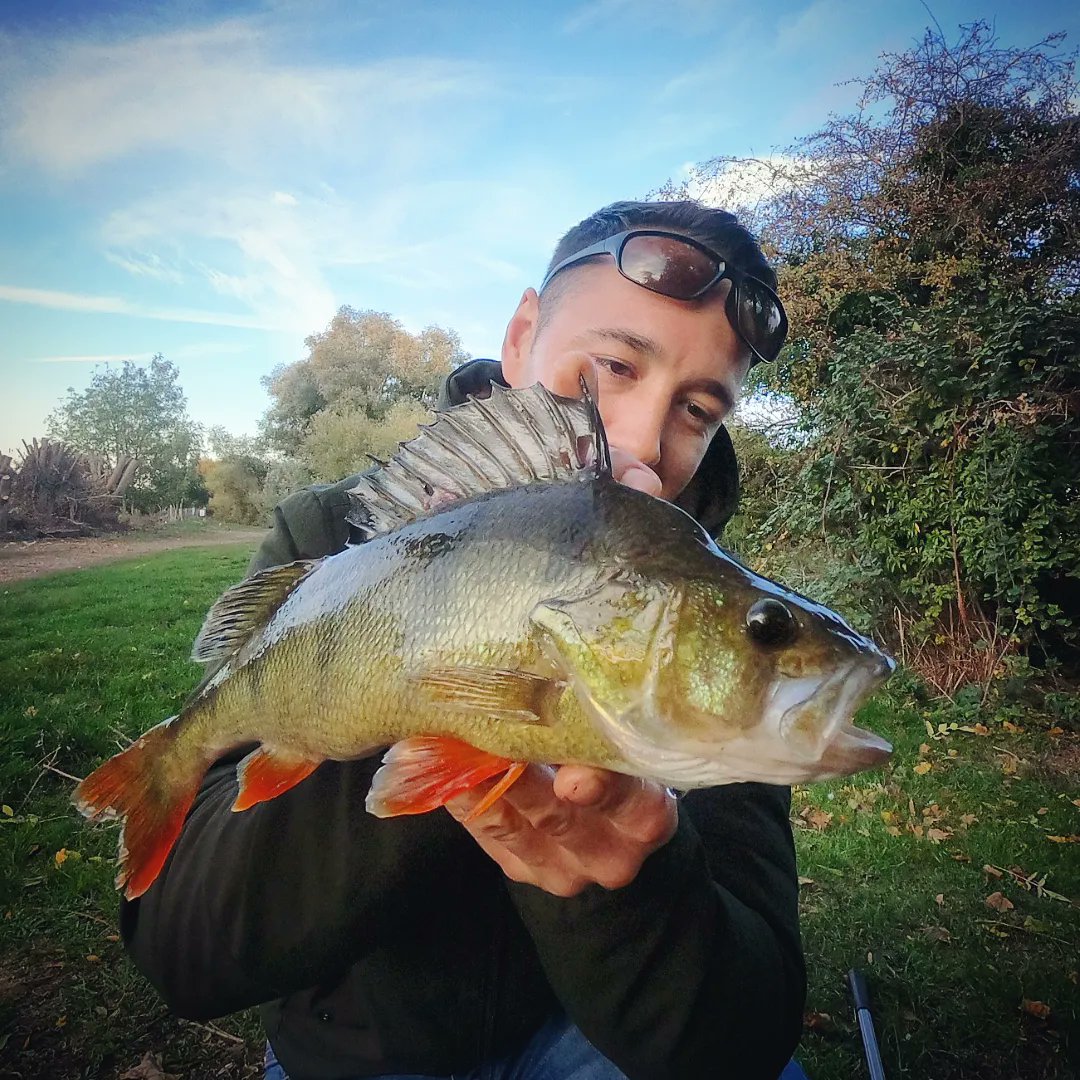 HCRFISHING's tweet photo. A lovey Bruiser this evening on the dropshot! #fyp #fy #Perch #fishing #lurefishing https://t.co/UUVgJuAnmV